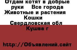 Отдам котят в добрые руки. - Все города Животные и растения » Кошки   . Свердловская обл.,Кушва г.